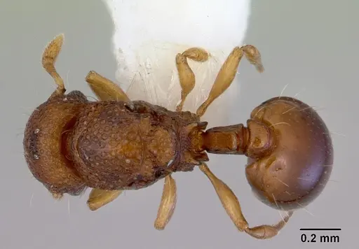 Mayriella transfuga specimen