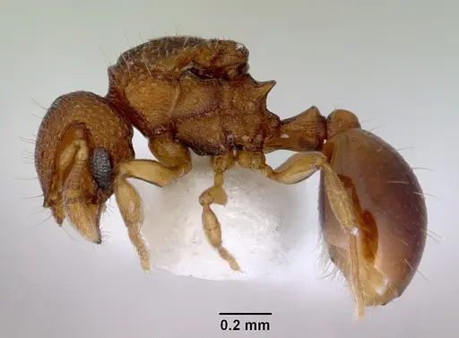 Mayriella transfuga specimen