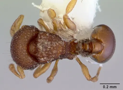 Mayriella transfuga - CASENT0172447