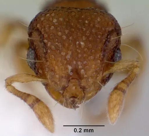 Mayriella transfuga - CASENT0172447