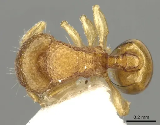 Mayriella transfuga - CASENT0902377