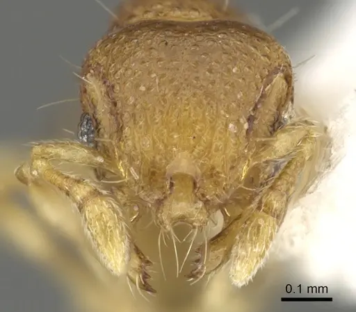 Mayriella transfuga - CASENT0902377