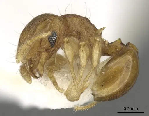 Mayriella transfuga - CASENT0902377