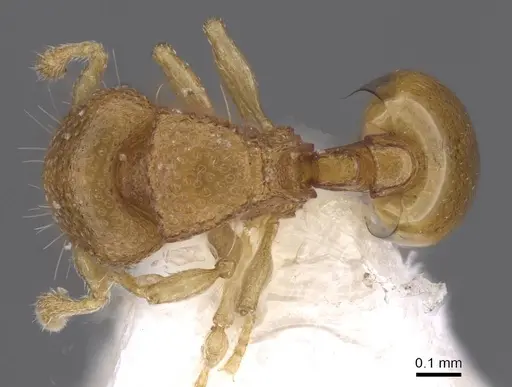 Mayriella transfuga - CASENT0913960