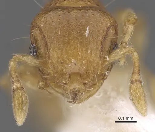 Mayriella transfuga - CASENT0913960