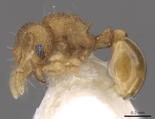 Mayriella transfuga - CASENT0913960