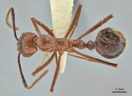 Megalomyrmex acauna specimen