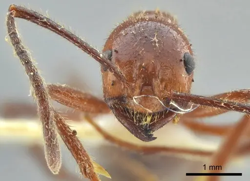 Megalomyrmex acauna specimen