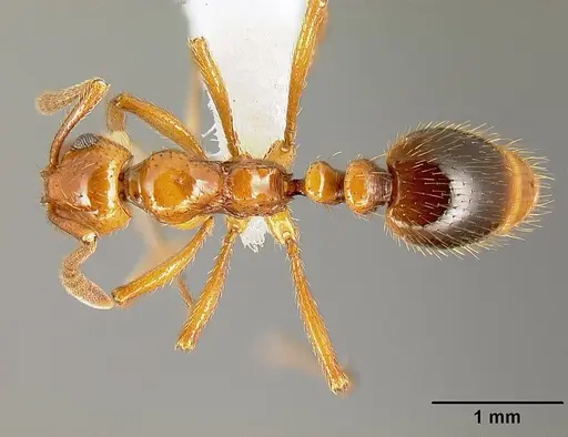 Megalomyrmex adamsae specimen