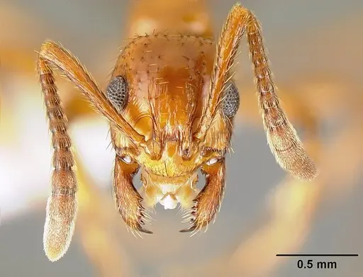 Megalomyrmex adamsae specimen