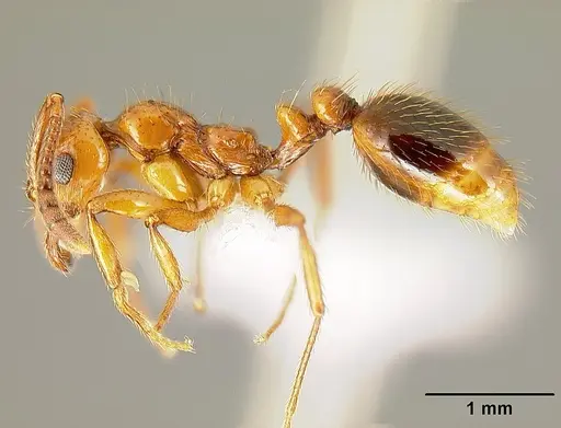 Megalomyrmex adamsae specimen