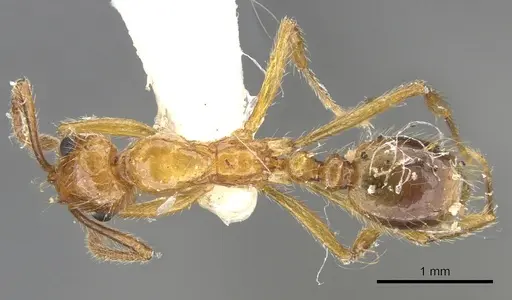 Megalomyrmex ayri specimen