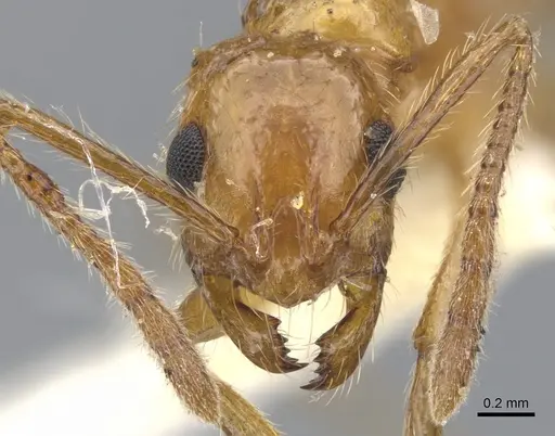 Megalomyrmex ayri specimen