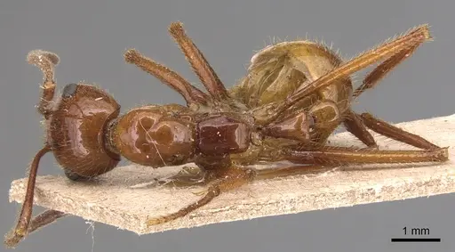 Megalomyrmex balzani specimen