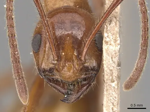 Megalomyrmex balzani specimen