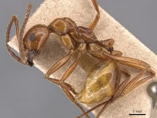 Megalomyrmex balzani specimen