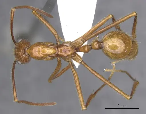 Megalomyrmex bidentatus specimen