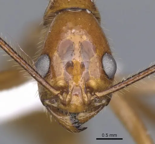 Megalomyrmex bidentatus specimen