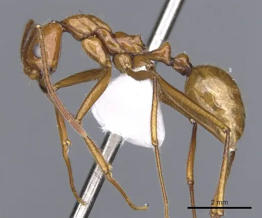 Megalomyrmex bidentatus specimen