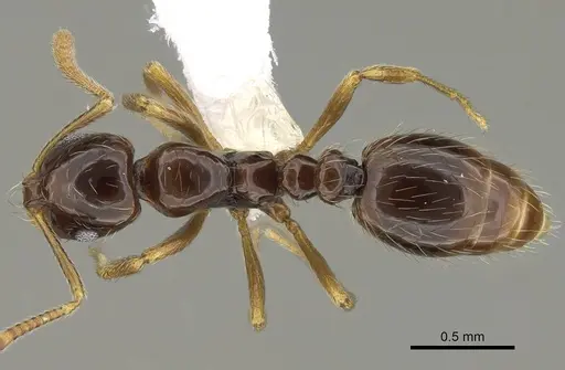 Megalomyrmex brandaoi specimen