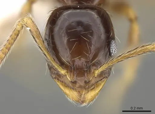 Megalomyrmex brandaoi specimen