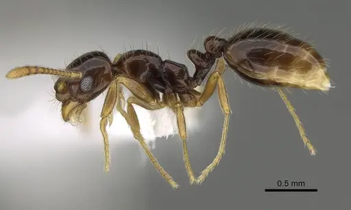 Megalomyrmex brandaoi specimen