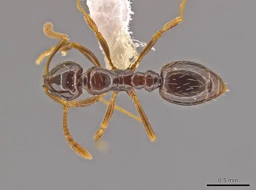 Megalomyrmex brandaoi - CASENT0630943