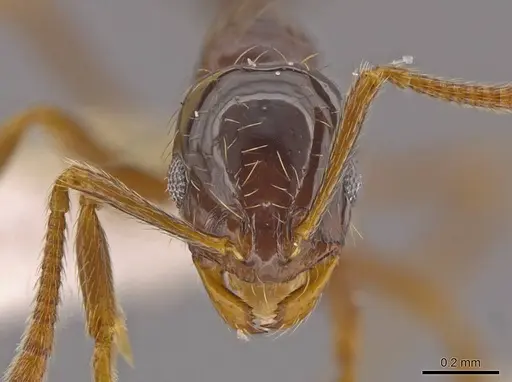 Megalomyrmex brandaoi - CASENT0630943