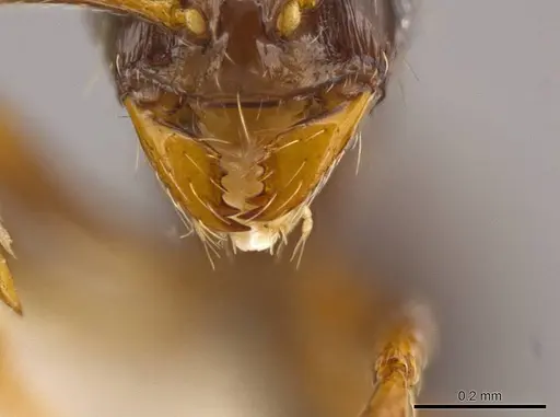 Megalomyrmex brandaoi - CASENT0630943