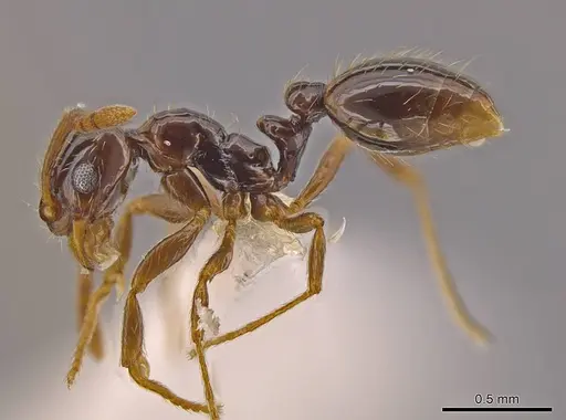 Megalomyrmex brandaoi - CASENT0630943