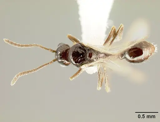 Megalomyrmex brandaoi - JTLC000002912