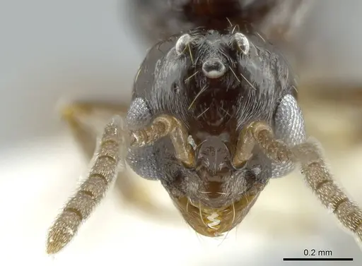 Megalomyrmex brandaoi - JTLC000002912