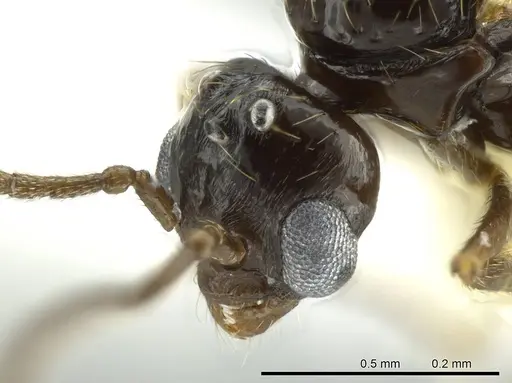 Megalomyrmex brandaoi - JTLC000002912