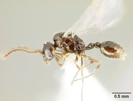 Megalomyrmex brandaoi - JTLC000002912