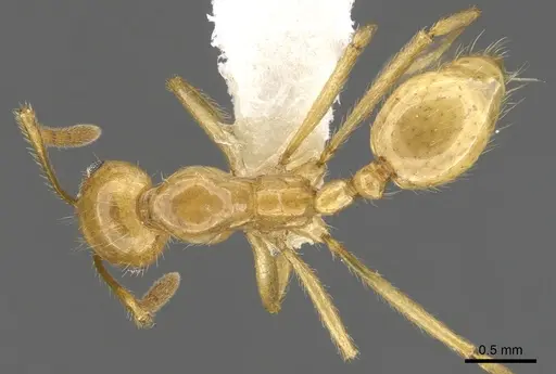 Megalomyrmex caete specimen