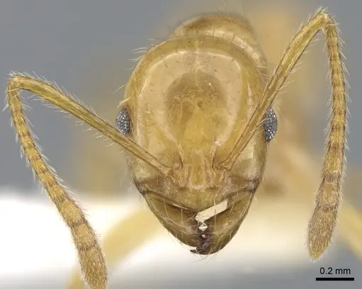 Megalomyrmex caete specimen