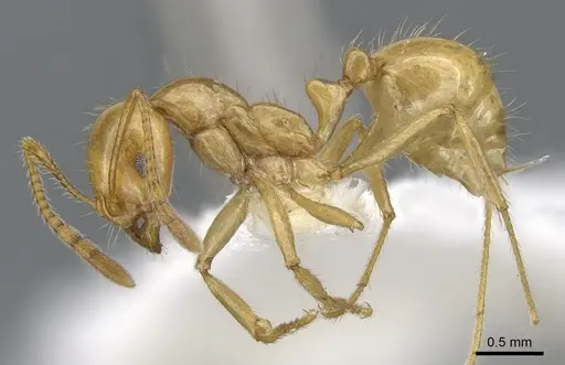 Megalomyrmex caete specimen