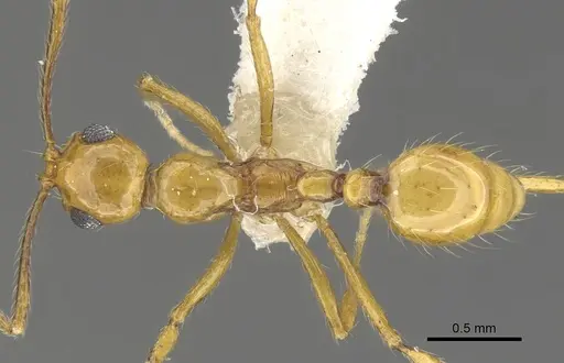 Megalomyrmex cuatiara specimen