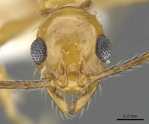 Megalomyrmex cuatiara specimen