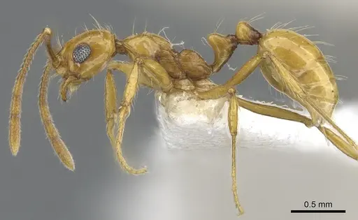 Megalomyrmex cuatiara specimen