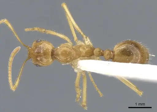 Megalomyrmex cyendyra specimen