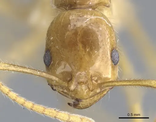 Megalomyrmex cyendyra specimen