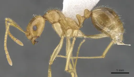 Megalomyrmex cyendyra specimen