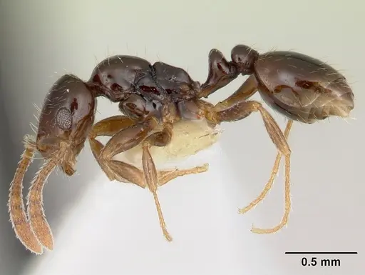 Megalomyrmex drifti specimen