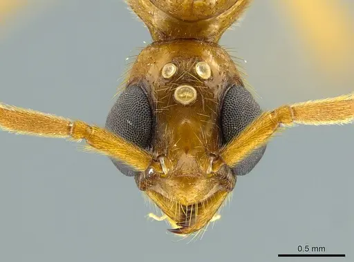 Megalomyrmex foreli specimen