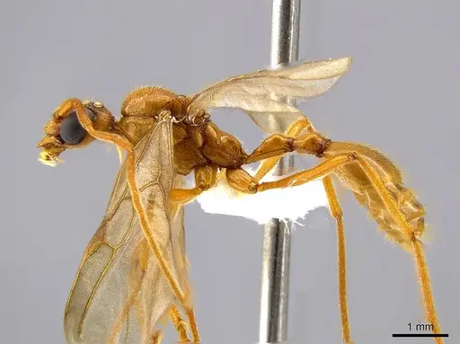 Megalomyrmex foreli specimen