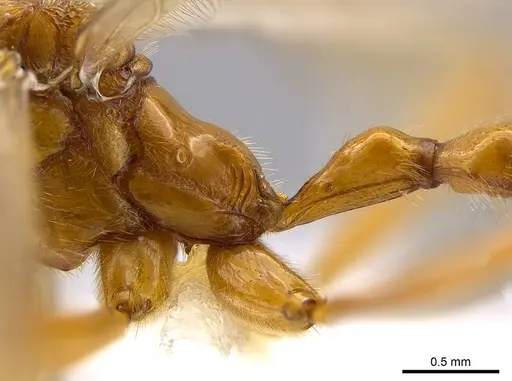 Megalomyrmex foreli specimen