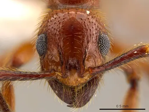 Megalomyrmex fungiraptor specimen