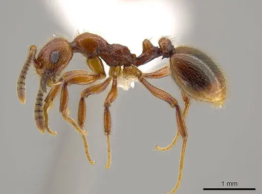 Megalomyrmex fungiraptor specimen