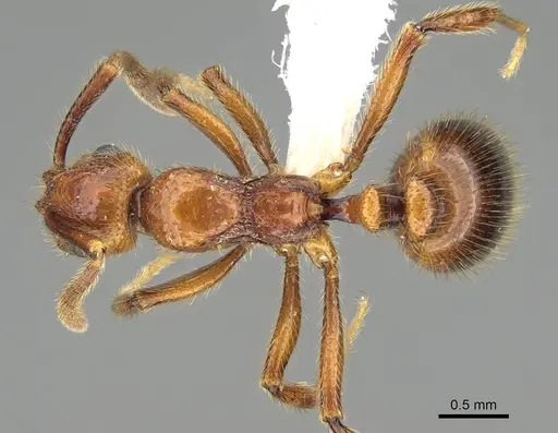 Megalomyrmex fungiraptor - CASENT0629662
